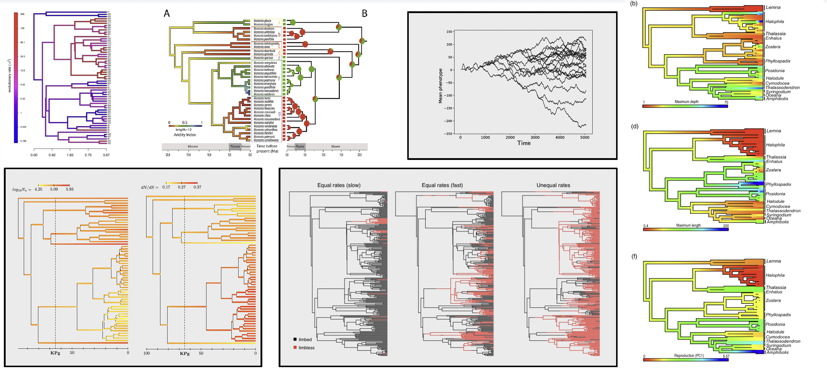 Chronograms are pervasive in phylogenetic comparative studies. They appear in analyses of trait diversification, molecular evolution, and life-history variation across clades.