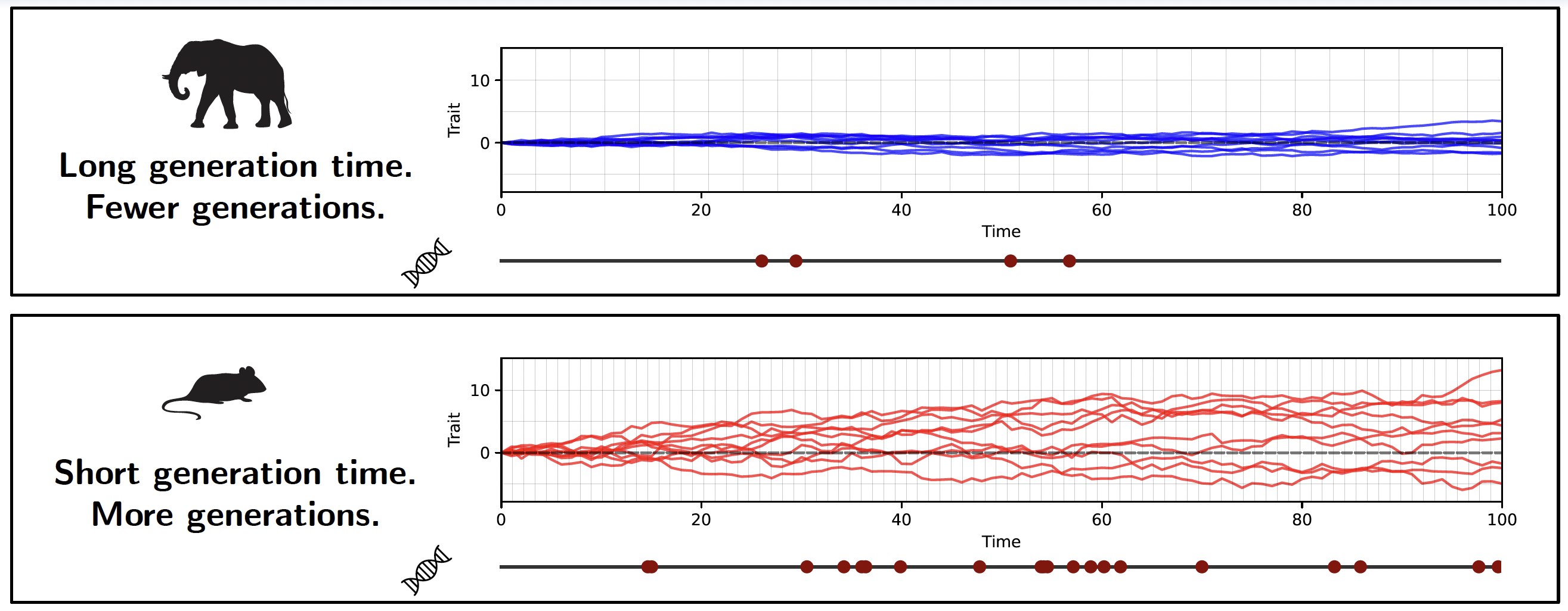 Generation time introduces a systematic bias in chronograms for neutral trait evolution. Over the same elapsed time, a short-lived species such as a mouse accumulates many more neutral substitutions (dots on the timeline) and more neutral trait divergence than a long-lived species such as an elephant.