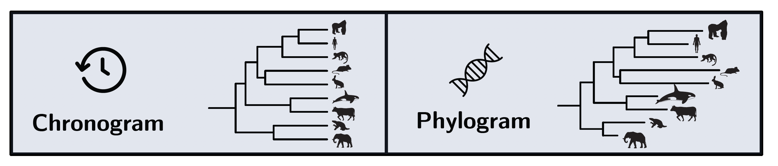 A chronogram (left) and a phylogram (right) for the same set of mammalian species. In the chronogram, all tips are equidistant from the root, reflecting equal elapsed time. In the phylogram, branch lengths are proportional to nucleotide divergence at neutral sites, and short-generation lineages have longer branches.