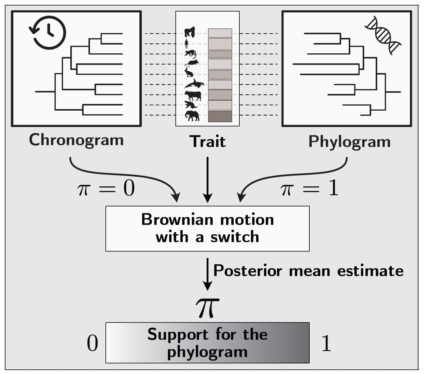 The BM with switch model. Given the trait values for extant species together with both a chronogram and a phylogram, a Bernoulli switch variable $\pi$ selects which branch lengths to use. The posterior mean of $\pi$ ranges from 0 (full support for the chronogram) to 1 (full support for the phylogram).