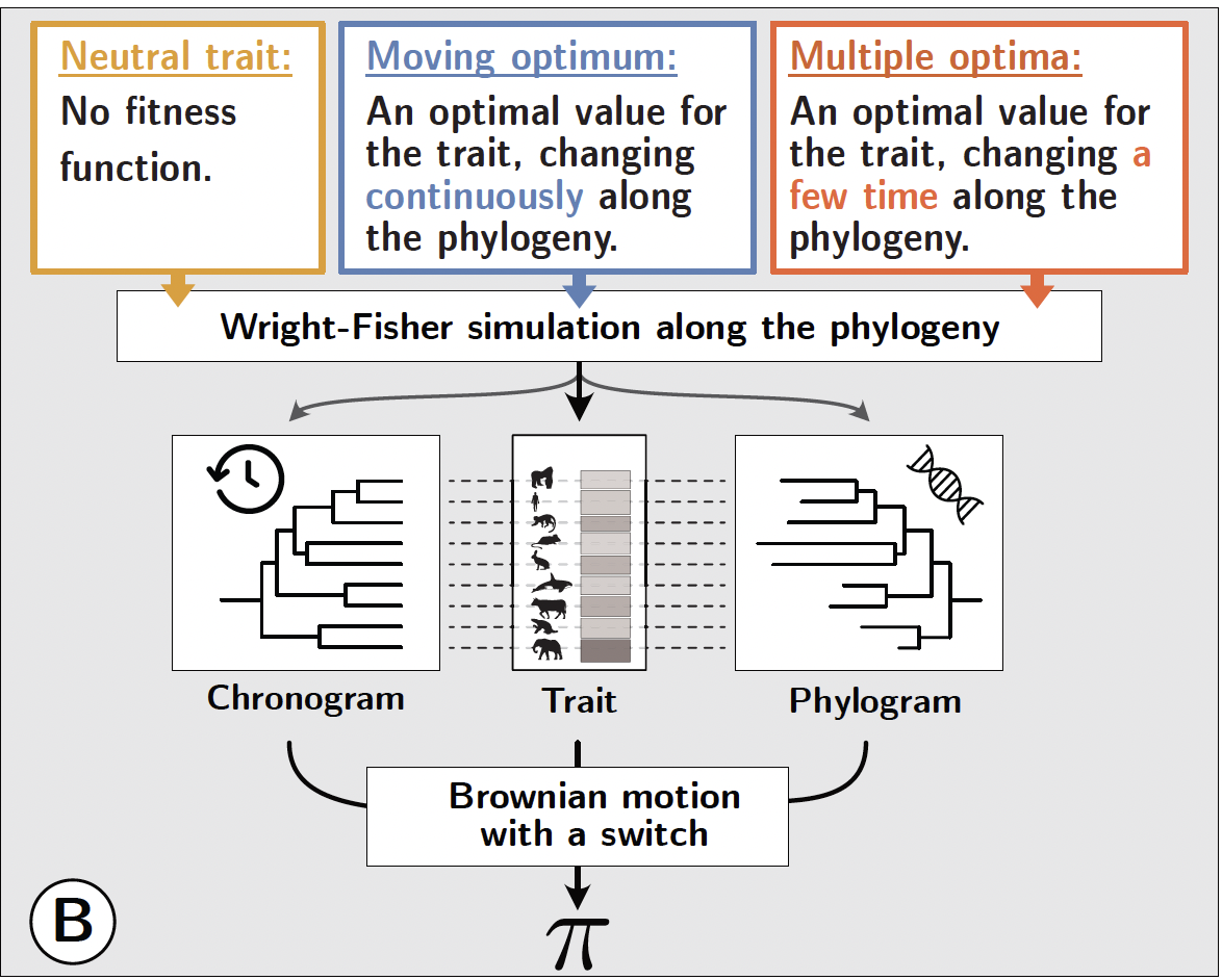 Simulation design. Three regimes are simulated using Wright-Fisher models along a phylogenetic tree: neutral evolution (yellow), selection around a continuously moving optimum (blue), and selection around multiple discrete optima (orange). Each simulation produces trait data, a chronogram, and a phylogram, which are jointly submitted to the BM switch model.