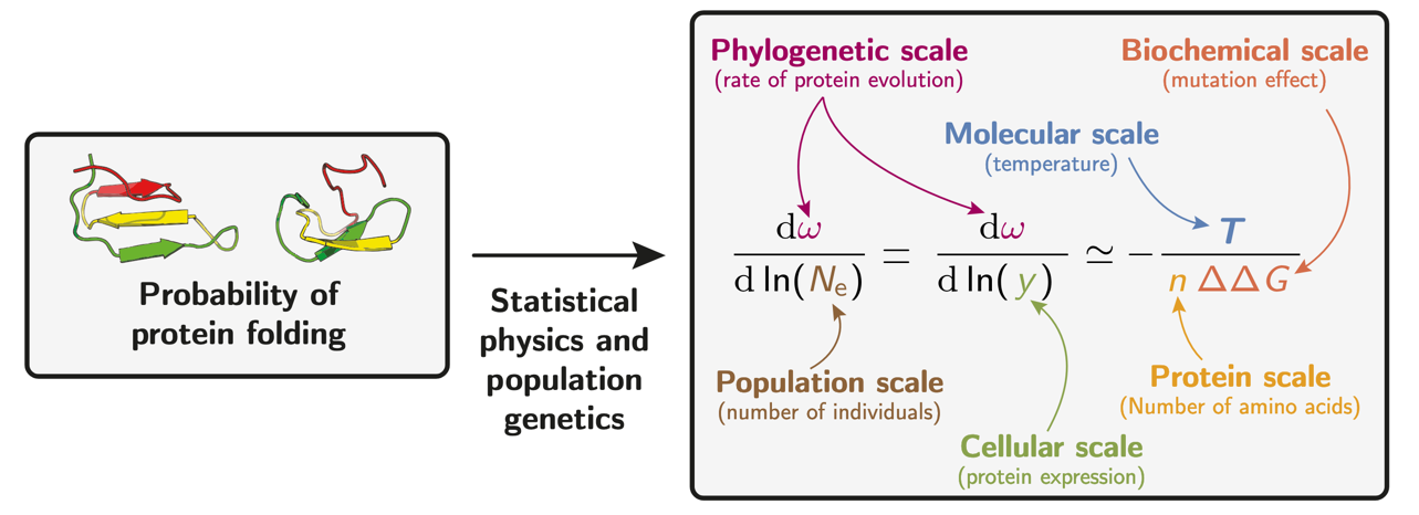 The multi-scale connection. The probability of protein folding, modelled via statistical physics and translated into evolutionary rates via population genetics, links $\omega$ to $N_e$, $T$, expression level, $n$, and $\Delta\Delta G$ simultaneously.