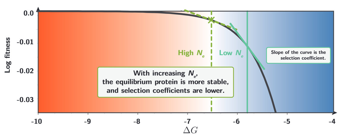 How the mutation-selection equilibrium changes with $N_e$. A higher $N_e$ shifts the equilibrium toward a more stable protein (dashed green line, higher $N_e$; solid green line, lower $N_e$). The slope of the fitness curve at the equilibrium point gives the local selection coefficient; because the curve is concave, higher $N_e$ reduces the magnitude of selection coefficients for individual mutations.