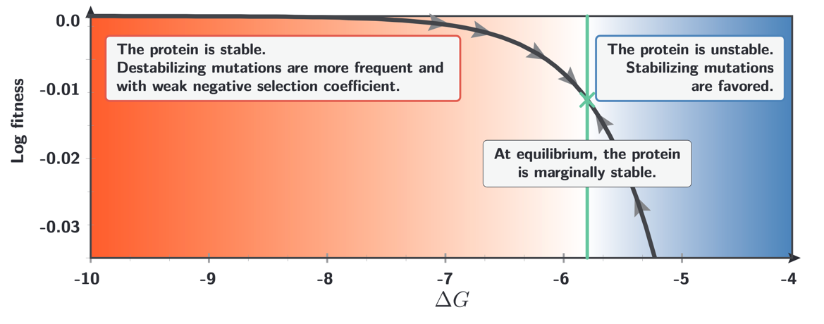 The fitness landscape as a function of $\Delta G$. Arrows show the direction of evolution under mutation-selection pressure. The equilibrium (green cross) sits near the boundary between the stable region (red, where destabilizing mutations are weakly selected) and the unstable region (blue, where stabilizing mutations are strongly favoured), explaining the widespread observation that globular proteins are only marginally stable.