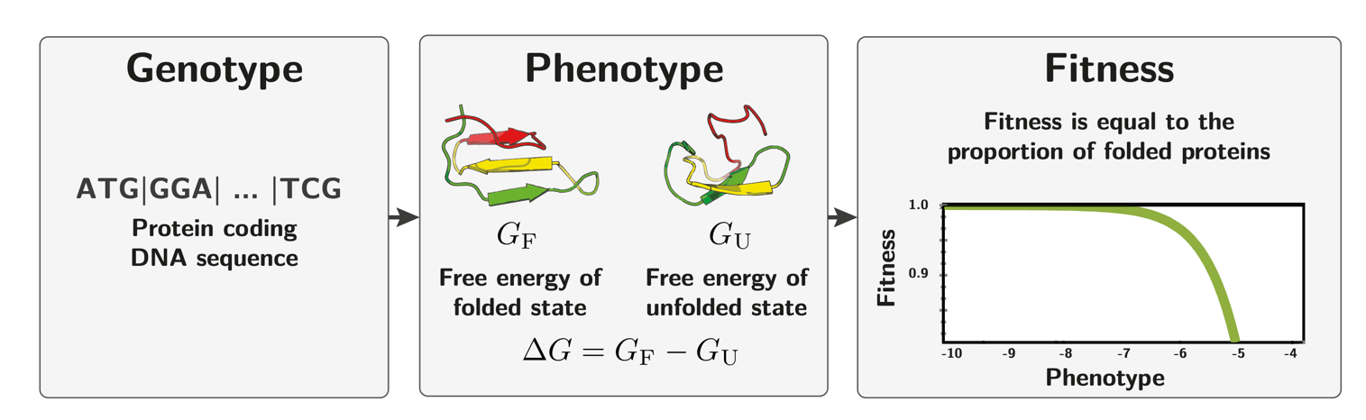 The genotype-phenotype-fitness map for a protein-coding gene. The DNA sequence determines the folding free energy $\Delta G$ (phenotype), and fitness is proportional to the fraction of correctly folded proteins.