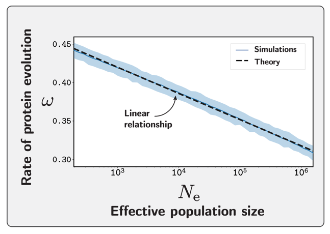 Simulated relationship between $\omega$ and $N_e$ on a log scale. The linear prediction from theory (dashed line) matches the simulations (solid line with shading) closely, confirming the analytical approximation.