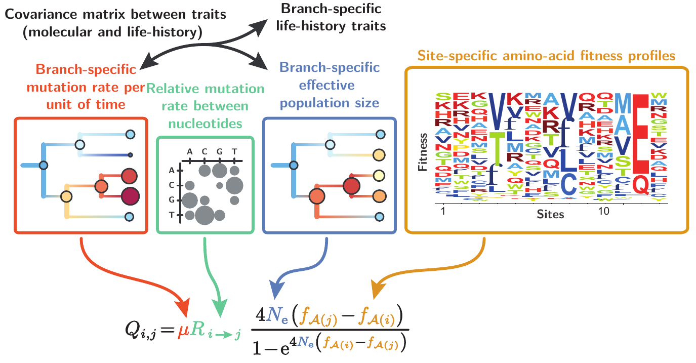 bayescode-nodemutsel-equation