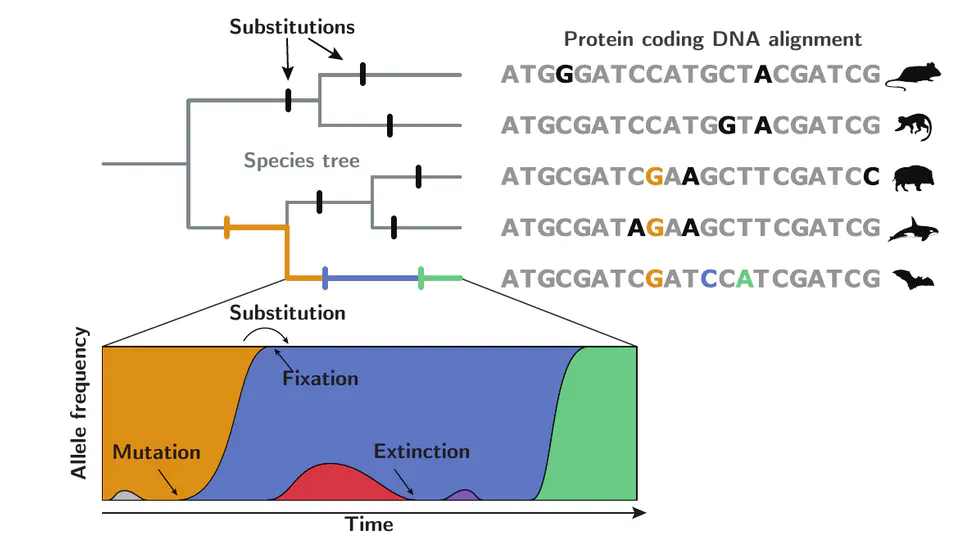 🔎 Mutation-selection models