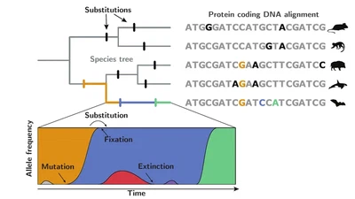 🔎 Mutation-selection models featured image