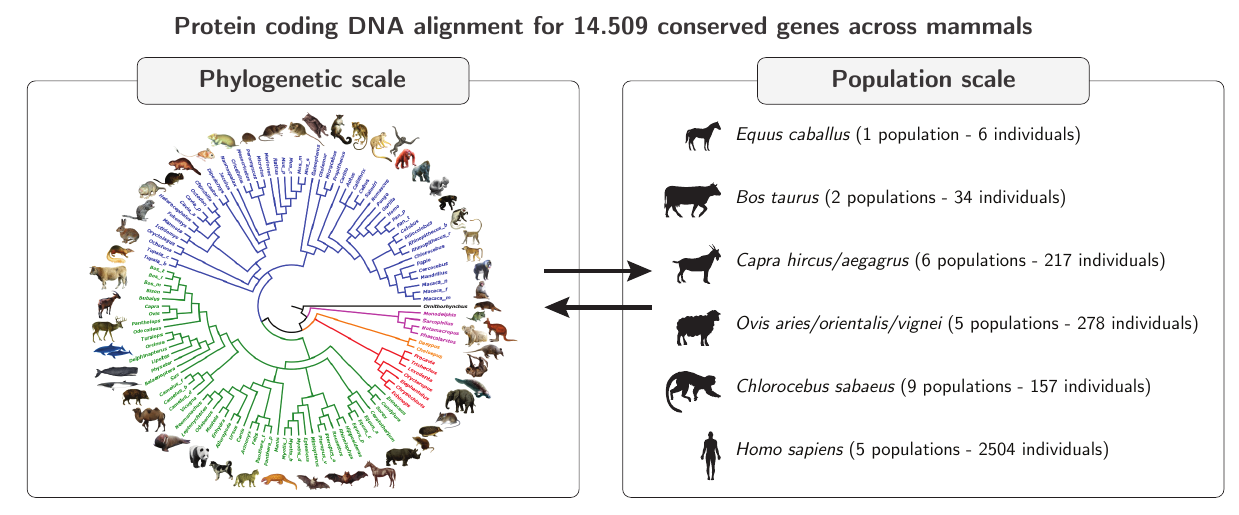 phylo-genetic